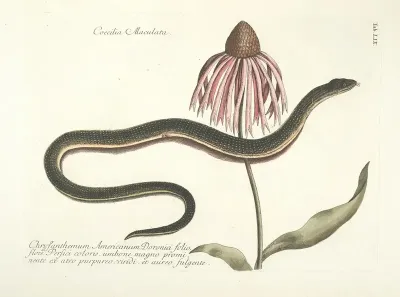Piscium Serpentum Insectorum Aliorumque Nonnullorum Animalum Nec Non Plantarum Quarundam Imagines Pl 059