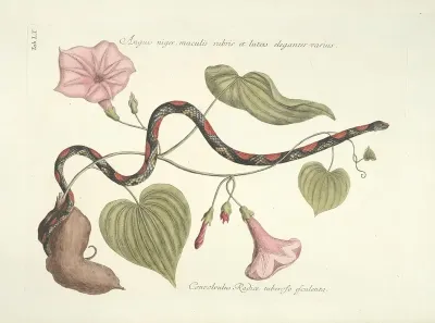 Piscium Serpentum Insectorum Aliorumque Nonnullorum Animalum Nec Non Plantarum Quarundam Imagines Pl 060