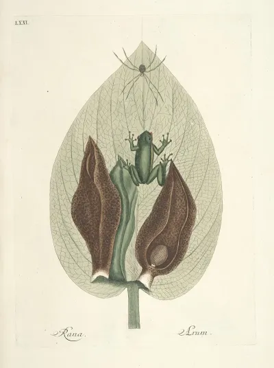 Piscium Serpentum Insectorum Aliorumque Nonnullorum Animalum Nec Non Plantarum Quarundam Imagines Pl 071