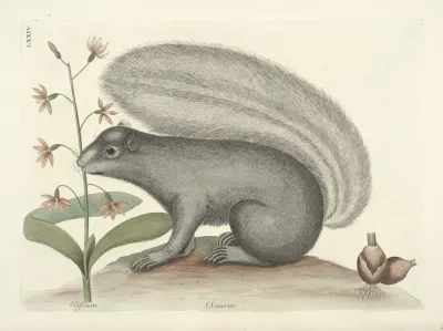 Piscium Serpentum Insectorum Aliorumque Nonnullorum Animalum Nec Non Plantarum Quarundam Imagines Pl 074