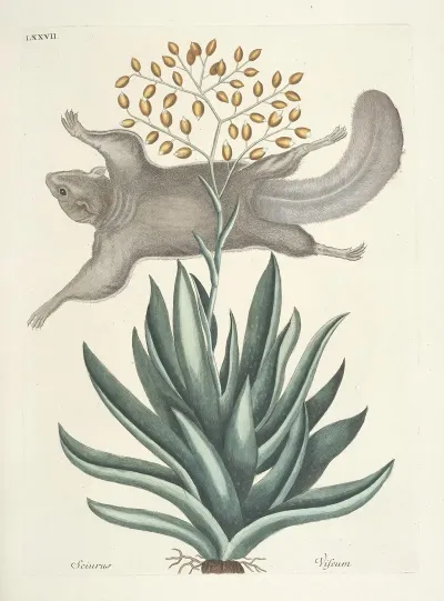Piscium Serpentum Insectorum Aliorumque Nonnullorum Animalum Nec Non Plantarum Quarundam Imagines Pl 077