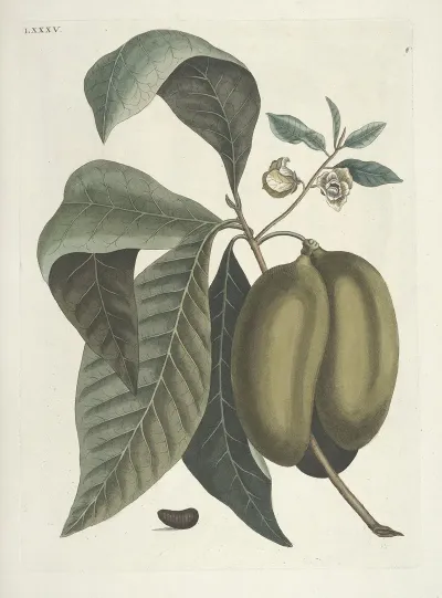 Piscium Serpentum Insectorum Aliorumque Nonnullorum Animalum Nec Non Plantarum Quarundam Imagines Pl 085