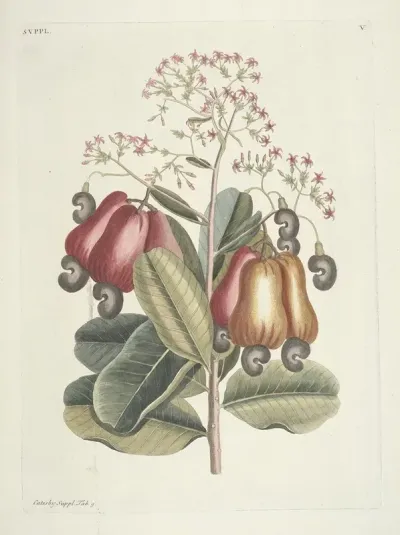 Piscium Serpentum Insectorum Aliorumque Nonnullorum Animalum Nec Non Plantarum Quarundam Imagines Pl 105