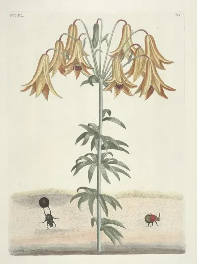 Piscium Serpentum Insectorum Aliorumque Nonnullorum Animalum Nec Non Plantarum Quarundam Imagines Pl 106