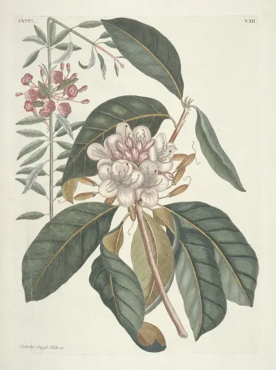 Piscium Serpentum Insectorum Aliorumque Nonnullorum Animalum Nec Non Plantarum Quarundam Imagines Pl 108