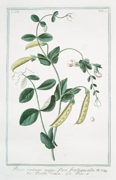 Pisum Hortense Majus Flore Fructuque Albo Pisello Bianco Pois Garden Pea