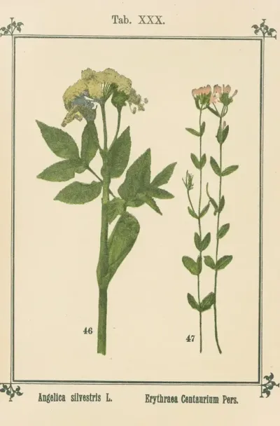 Plant Atlas To My Water Cure Pl 10