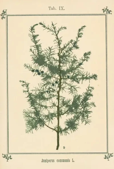Plant Atlas To My Water Cure Pl 29