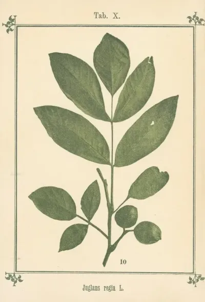 Plant Atlas To My Water Cure Pl 30