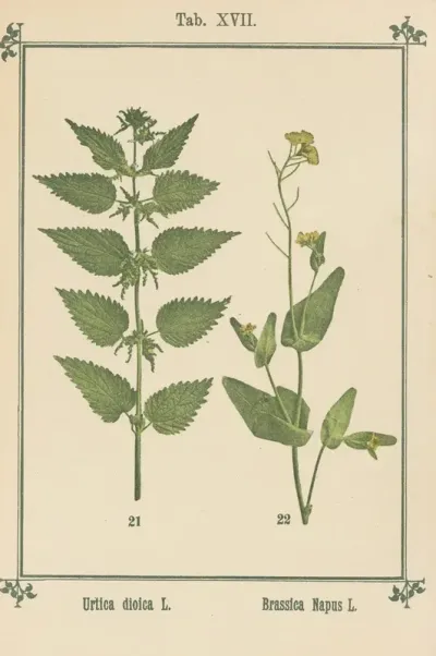 Plant Atlas To My Water Cure Pl 36