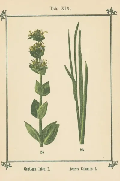 Plant Atlas To My Water Cure Pl 38