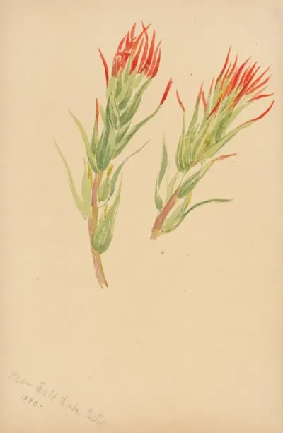 Plant Study 11