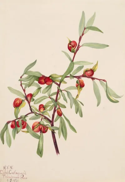 Plant Study 14