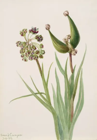 Plant Study 16