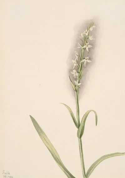 Plant Study 3