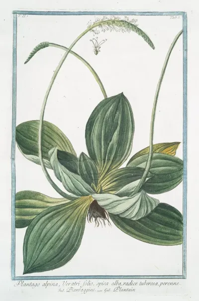 Plantago Alpina Veratri Folio Spica Alba Radice Tuberosa Perenne Piantaggine Plaintain