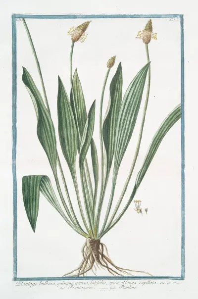 Plantago Bulbosa Quimque Nervia Latifolia Spica Oblonga Capillata Piantaggine Plantain