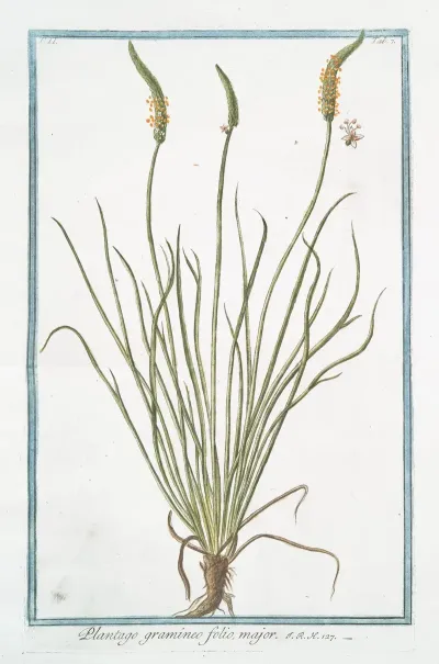 Plantago Gramineo Folio Major