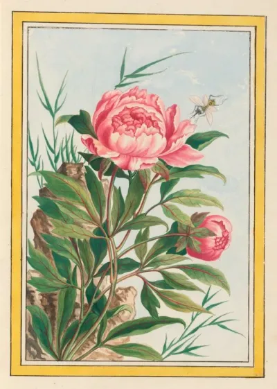 Plantes De Chine Pl 009