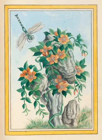 Plantes De Chine Pl 058
