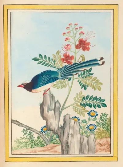 Plantes De Chine Pl 071