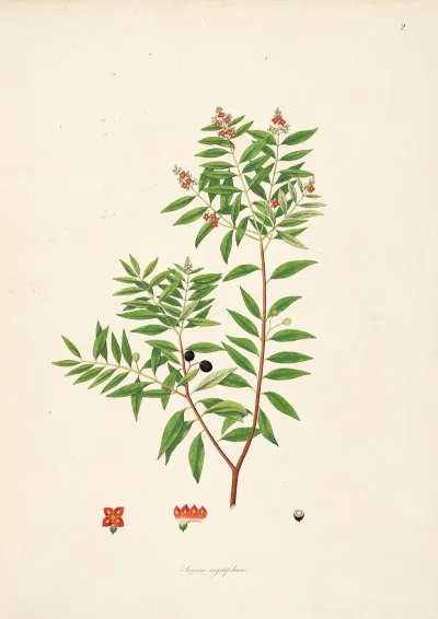 Plants Of The Coast Of Coromandel Pl 002