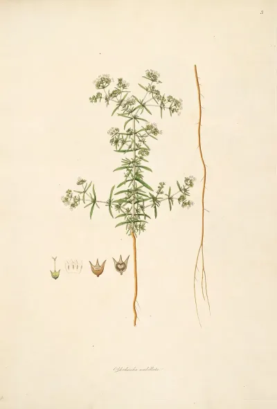 Plants Of The Coast Of Coromandel Pl 003