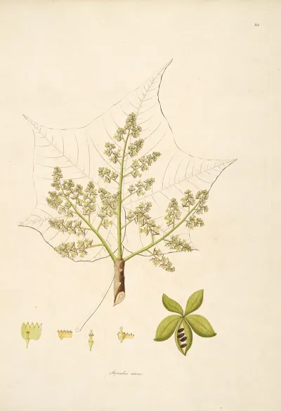 Plants Of The Coast Of Coromandel Pl 024