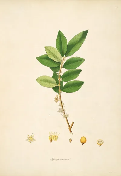 Plants Of The Coast Of Coromandel Pl 028