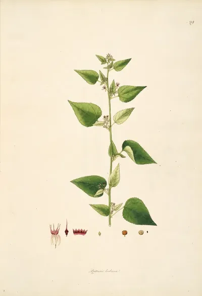 Plants Of The Coast Of Coromandel Pl 029