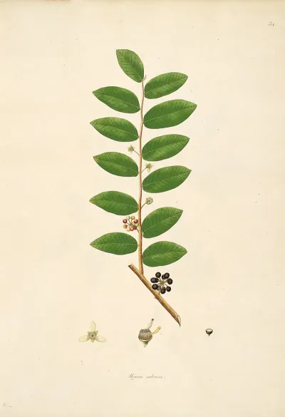 Plants Of The Coast Of Coromandel Pl 034