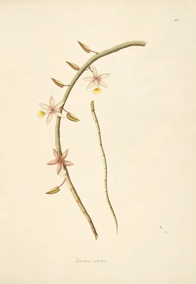 Plants Of The Coast Of Coromandel Pl 041