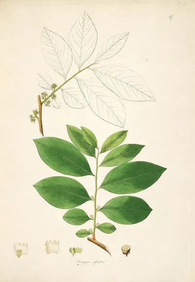 Plants Of The Coast Of Coromandel Pl 047