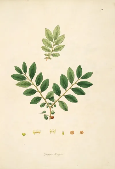Plants Of The Coast Of Coromandel Pl 049