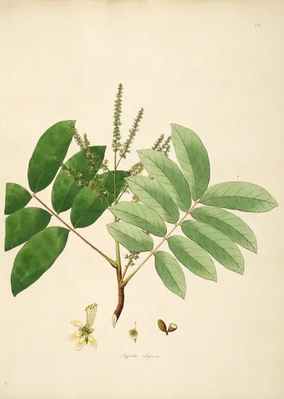 Plants Of The Coast Of Coromandel Pl 062