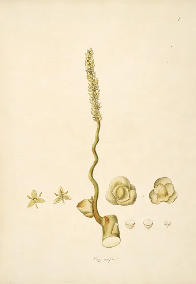 Plants Of The Coast Of Coromandel Pl 073