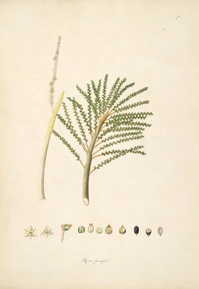 Plants Of The Coast Of Coromandel Pl 074