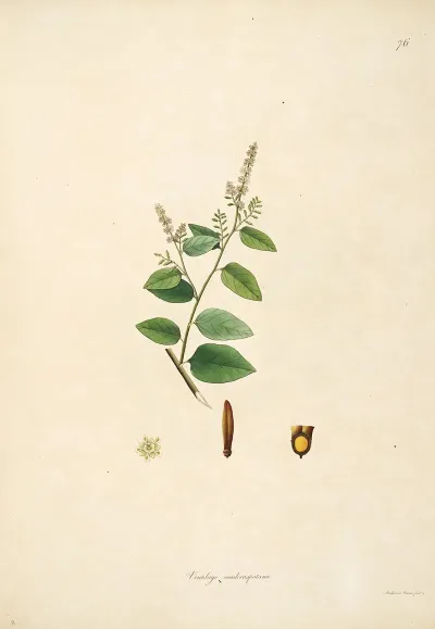 Plants Of The Coast Of Coromandel Pl 076