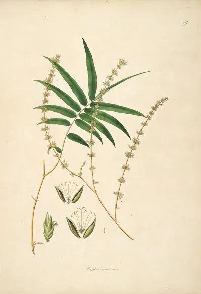 Plants Of The Coast Of Coromandel Pl 079