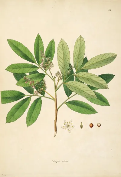Plants Of The Coast Of Coromandel Pl 085