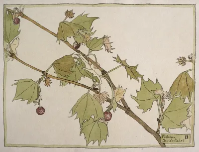 Platanus Occidentalis Sycamore