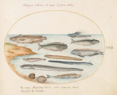 Plate 17 A Cod Weever Fish Eels And Other Fish