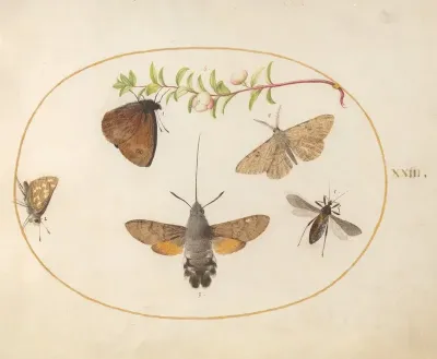 Plate 23 Hummingbird Hawk Moth Butterflies And Other Insects Around A Snowberry Sprig