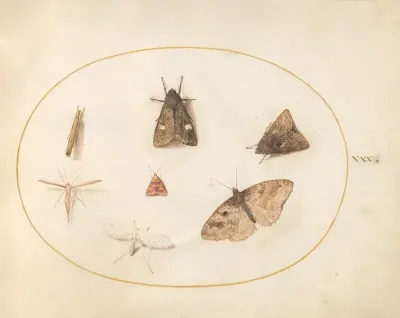 Plate 30 Seven Moths