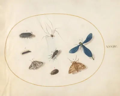 Plate 34 Two Moths With A Spider A Caterpillar A Damselfly And Other Insects