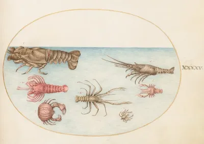 Plate 45 Lobster Squilla Mantis And Other Crustaceans
