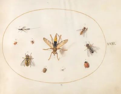 Plate 62 Ten Insects