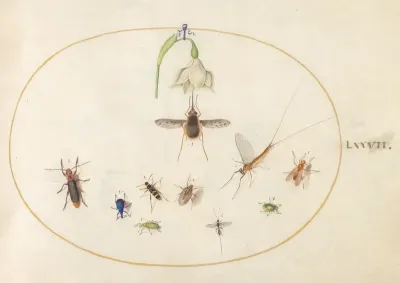 Plate 77 Dotted Bee Fly With A White Flower A Mayfly A Blue Weevil And Other Insects