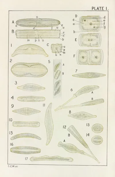 Plate I Diatomaceae