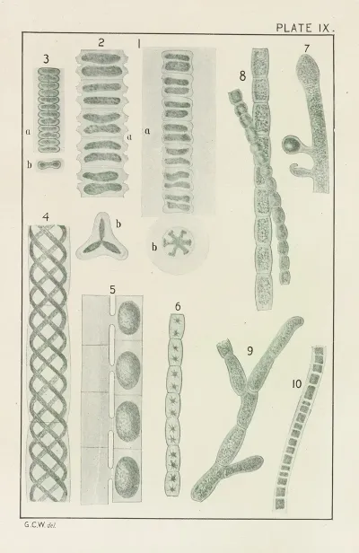 Plate Ix Chlorophyceae
